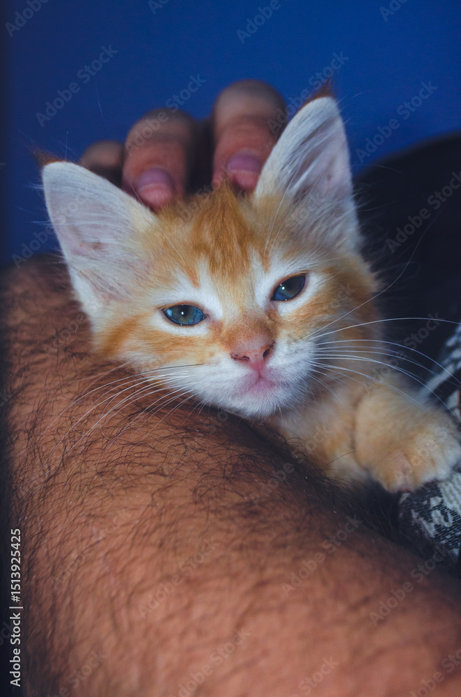 Obraz premium Adorable ginger kitten with bright blue eyes rests gently on a person's arm, showcasing its soft fur and peaceful demeanor.