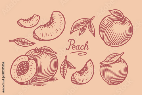 peach fruit slices leaves vintage sketch vector illustration set

