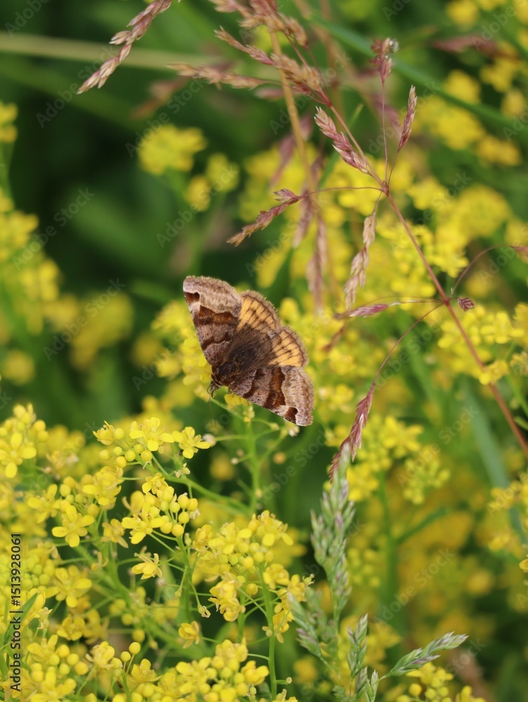Fototapeta premium Burnet-companion-moth on warty Cabbage