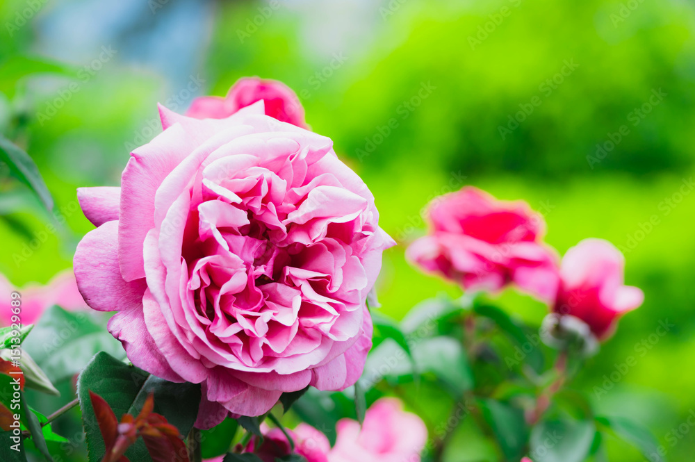 ピンク色の薔薇 ピンク色の薔薇
