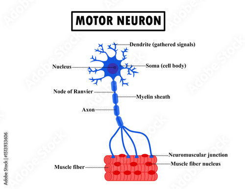 Structure motor neuron and muscle.Neuromuscular junction.Human anatomy.Neurotransmitter or neurological.Brain neurons communicate.Science or education diagram.Parkinson's disease.Vector illustration.