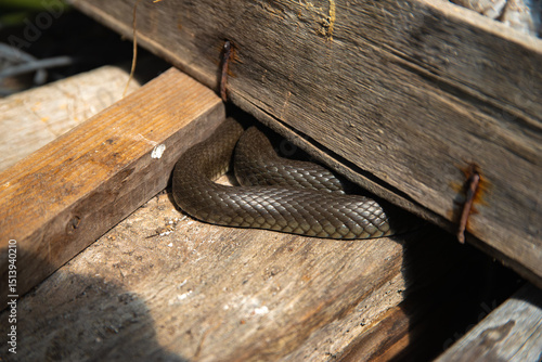 A snake is coiled and hiding between old wooden planks in sunlight, partially obscured and blending with the rustic environment.