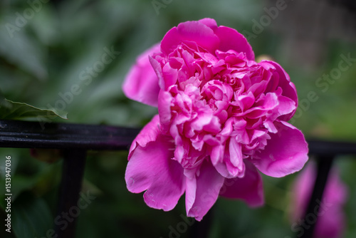 Fototapeta Naklejka Na Ścianę i Meble -  pink peony flower in the garden