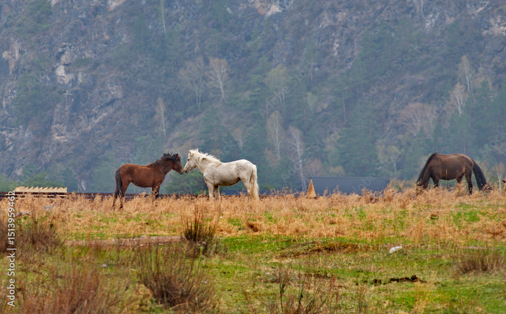 Russia. Western Siberia, Altai Mountains. Two horses are making themselves agreeable in a mountain pasture. Russia. Western Siberia, Altai Mountains. Two horses are making themselves agreeable in a mountain pasture.