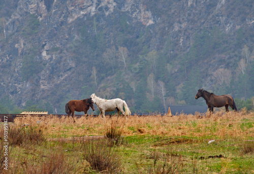 Russia. Western Siberia, Altai Mountains. Two horses are making themselves agreeable in a mountain pasture.