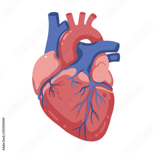 Heart human anatomical and cardiovascular system isolated on white background. Flat vector illustration