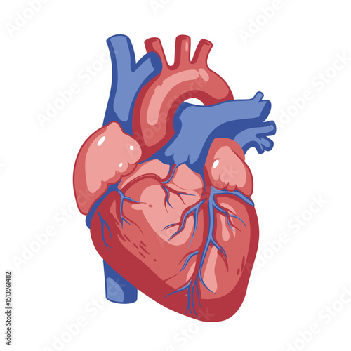 Heart human anatomical and cardiovascular system isolated on white background. Flat vector illustration