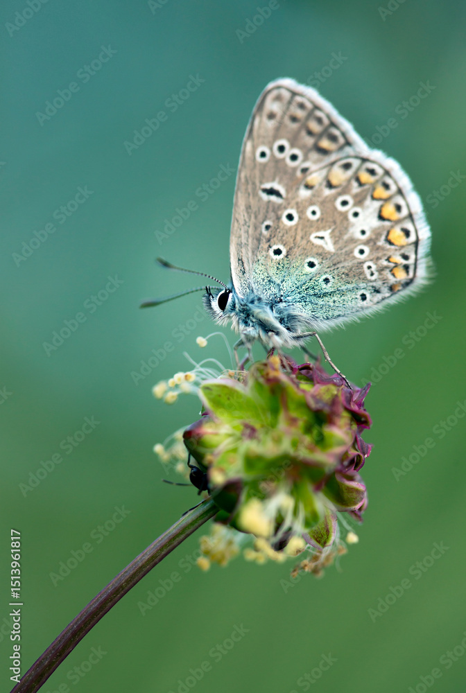 Fototapeta premium Motyl Modraszek ikar wśród traw na łące.