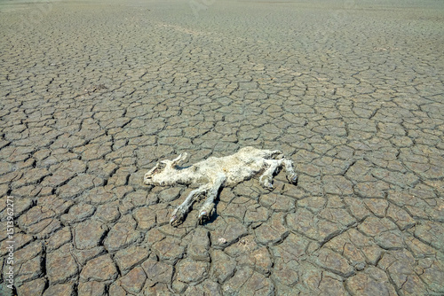 Severe drought leads to the drying up of reservoirs and the death of livestock (loss of cattle). A dead sheep on the cracked earth of the lake. Consequences of global warming