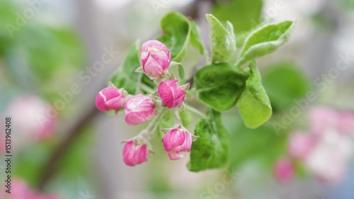 Apple blossom with flowers close-up