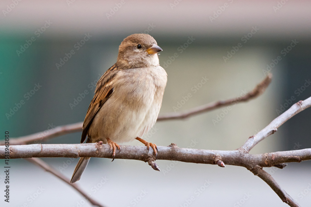 Obraz premium House sparrow female bird sitting on a branch (Passer domesticus)
