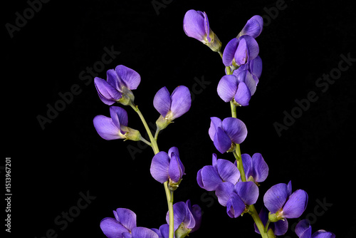 Photos Blue false indigo flower is also known as blue wild indigo