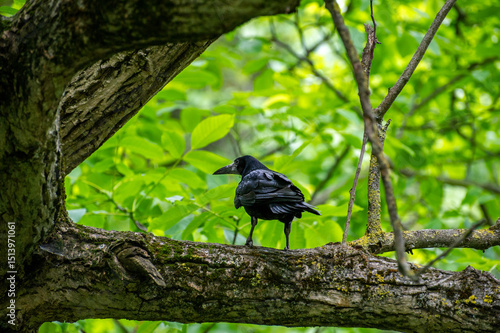 Canvas Print rook on the tree branch