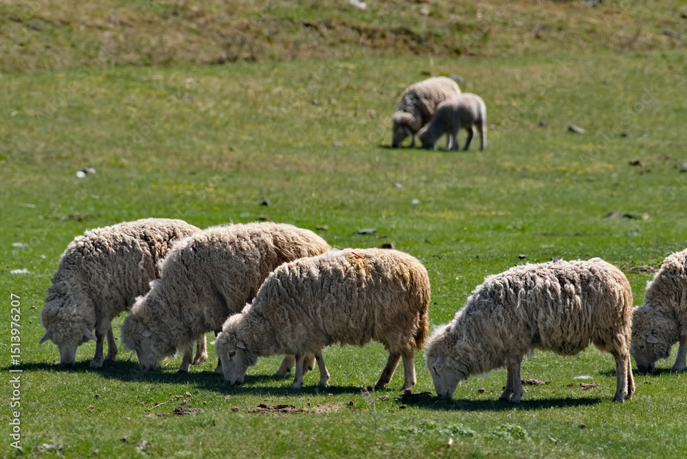 Obraz premium Russia. The South of Western Siberia, the Altai Mountains. A small flock of domestic sheep graze on hilly pastures surrounded by mountains.