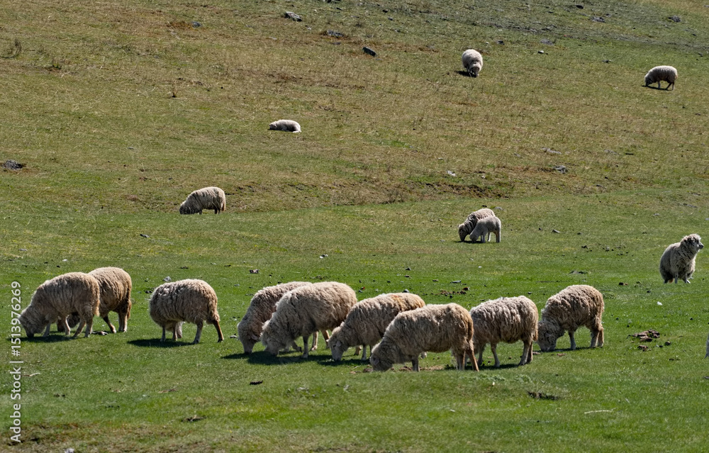 Fototapeta premium Russia. The South of Western Siberia, the Altai Mountains. A small flock of domestic sheep graze on hilly pastures surrounded by mountains.