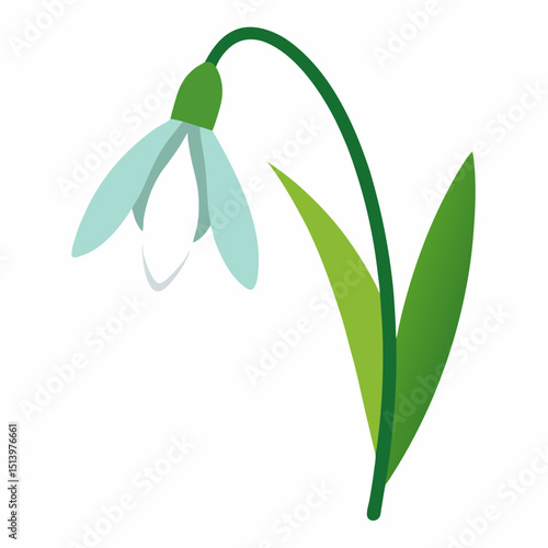 snowdrop flower isolated on white background