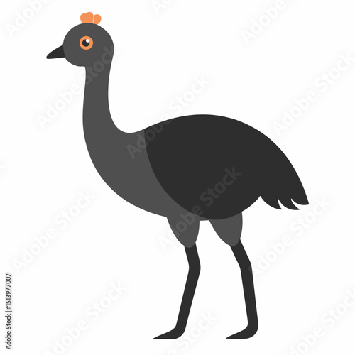 ostrich isolated on white background