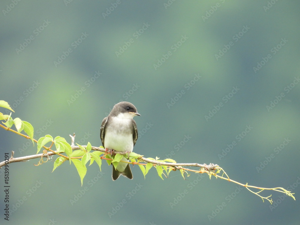 Obraz premium A juvenile tree swallow, perched on a branch, within the wetlands of the Bombay Hook National Wildlife Refuge, Kent County, Delaware.
