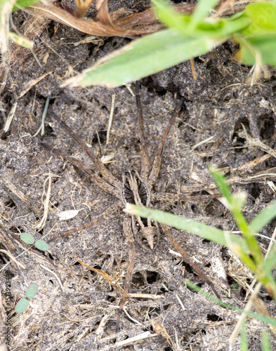 Wallpaper Mural Wolf Spider Torontodigital.ca