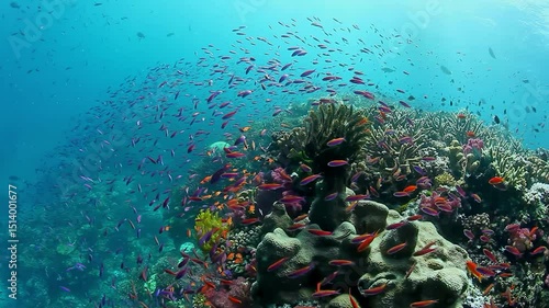 Mesmerizing display of colorful fish glides gracefully around vibrant coral formations, showing beauty of Fiji's underwater world.