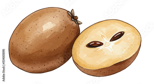 Elegant Vector Illustration Of A Whole And A Halved Sapodilla Fruit Depicted In A Delicate Watercolor Style Showcasing Its Texture And Organic Aesthetic