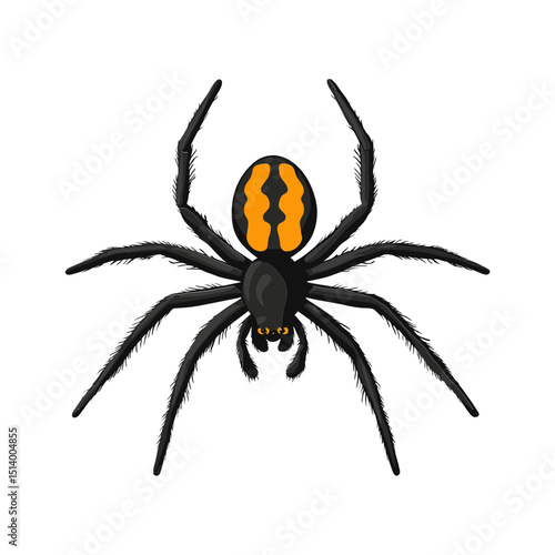 The Spider: Close-up on a spider showcases its striking black and orange pattern, capturing the intricate details of nature's artistry.