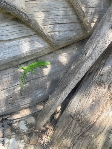 Green lizard climbing on weathered wooden surface