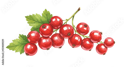 Watercolor Illustration Features A Vibrant Cluster Of Red Currants With Leaves Rendered In A Detailed Naturalistic Style Against A Clean White Background