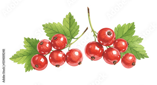 Watercolor Image Showcases A Vibrant Cluster Of Red Currants With Green Leaves Creating A Fresh And Natural Aesthetic With A Hand Painted Illustration Style