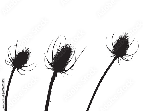 Three Dried Teasel Flower Heads Silhouette on White Background