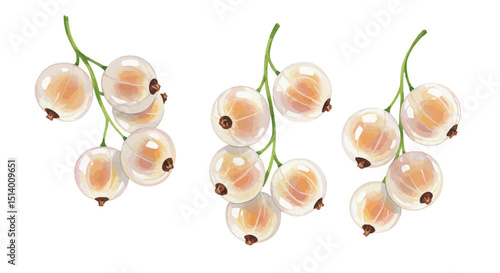 Delicate Watercolor Painting Of Three Clusters Of White Currants Showcasing Their Translucent Quality And Soft Shadows Against A Clean White Backdrop