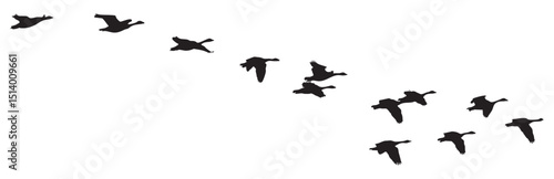 Flock of Migratory Geese Flying in V Formation Against White Background