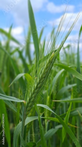 kłos