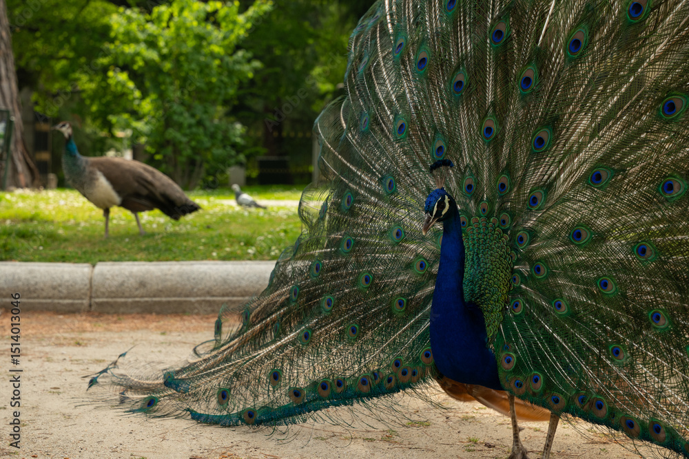 Obraz premium Majestic Peacock in Full Feather Display