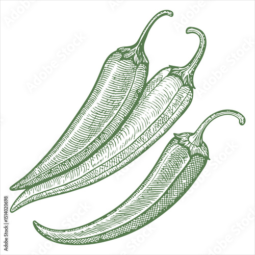 Sketch Style for Chilli Vegetable Food Organic Fresh Vitamin Healthy Vegan