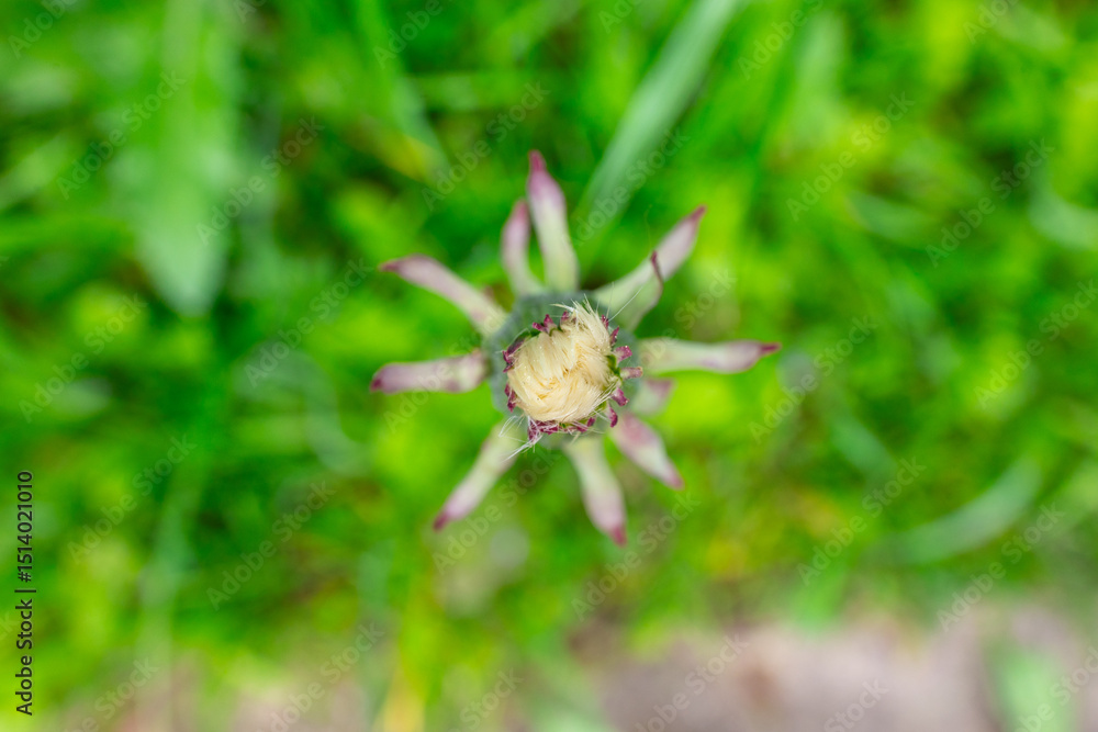Closed dandelion macro view from above Closed dandelion macro view from above
