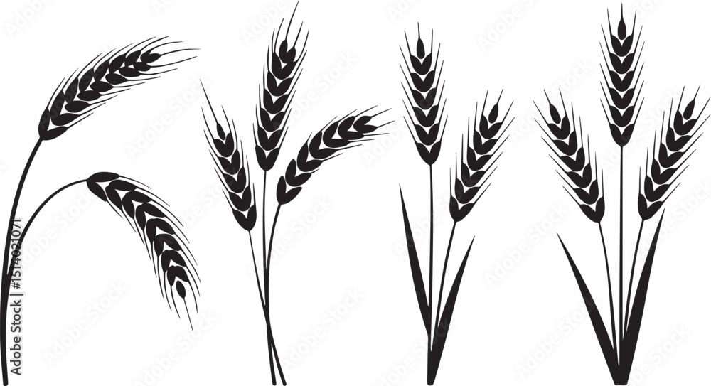 Black and white vector illustration of wheat stalks on white background Black and white vector illustration of wheat stalks on white background