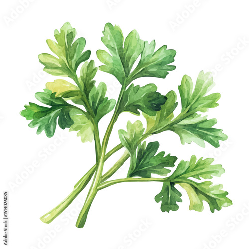 My Watercolor illustration, illustration coriander leaves branch painting isolated on a white background, illustration, AI painting design, vector illustration set, eps format