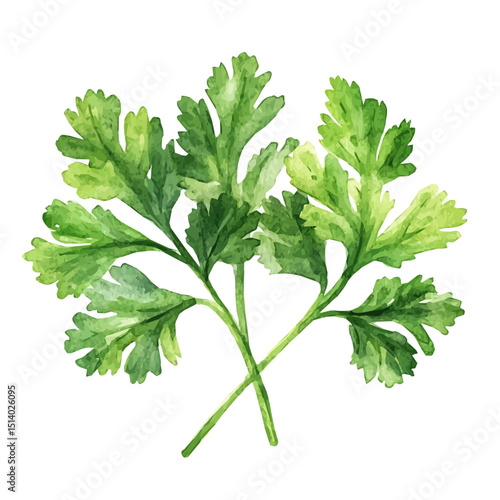My Watercolor illustration, illustration coriander painting isolated on a white background, illustration, AI painting design, vector illustration set, eps format