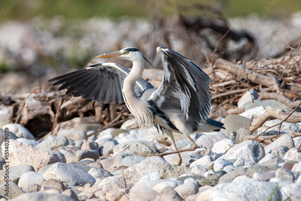 A gray heron starting fly from the river side. Ardea cinerea. A gray heron starting fly from the river side. Ardea cinerea.