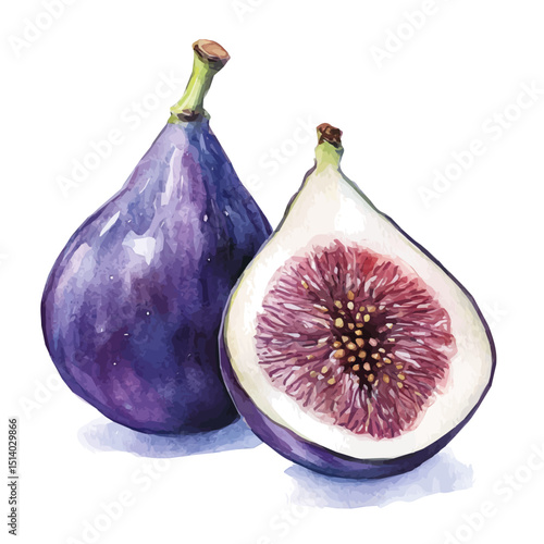 My Watercolor illustration, illustration sliced fig painting isolated on a white background, illustration, AI painting design, vector illustration set, eps format	
