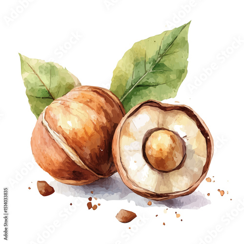 My Watercolor illustration, illustration hazelnut painting isolated on a white background, illustration, AI painting design, vector illustration set, eps format	