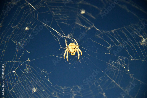 Brown house spider windowsill
