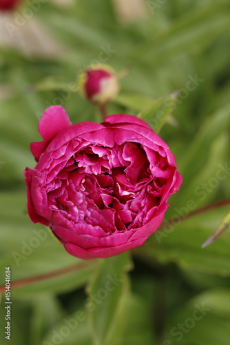 Pink Peony Flower