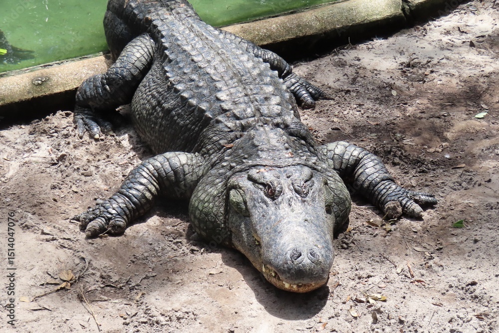 Fototapeta premium Alligator in Florida farm, closeup
