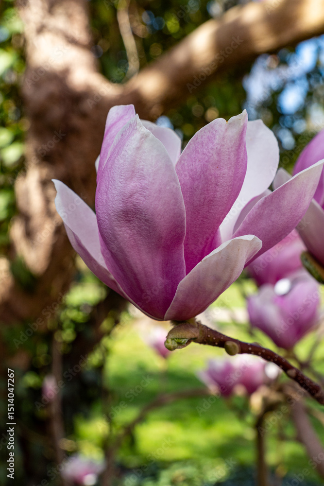 Obraz premium Elegant Magnolia Blossom Close up