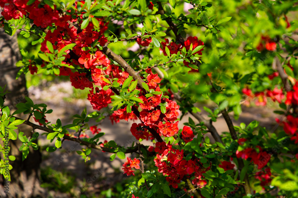 Obraz premium Blossoming red flowers Chaenomeles japonica
