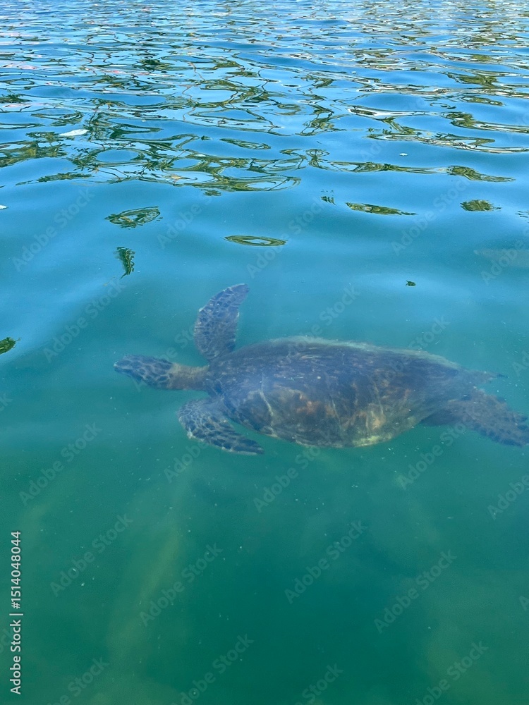 Obraz premium green sea turtle