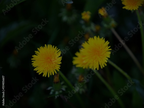 Giant Dandelion Flowers in the Dusk in Pagosa Springs, Colorado