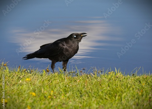 A Large Raven in a Park in Pagosa Springs, Colorado